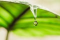 Water droplet on the tip of Alocasia leaf Royalty Free Stock Photo