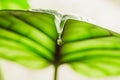 Water droplet on the tip of Alocasia leaf Royalty Free Stock Photo