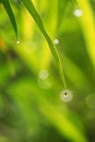 Water droplet on the tip of bamboo leaf Royalty Free Stock Photo