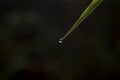 A water droplet on the tip of the bamboo leaf, copy space, for natural background Royalty Free Stock Photo