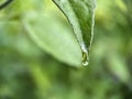 Water droplet on the tip of a green leaf Royalty Free Stock Photo