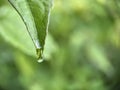 Water droplet on the tip of a green leaf Royalty Free Stock Photo