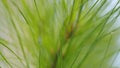 Water Droplet On A Tree Needles. Rain Drops On A Pine Tree Branch. Pine After Rain. Rack focus.