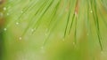 Water Droplet On A Tree Needles. Rain Drops On A Pine Tree Branch. Pine After Rain. Macro view.