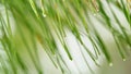 Water Droplet On A Tree Needles. Rain Drops On A Pine Tree Branch. Pine After Rain. Shallow depth of field.