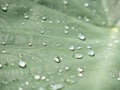 Water droplet on Yam Leaf Royalty Free Stock Photo