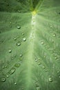 Water droplet on Yam Leaf Royalty Free Stock Photo