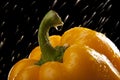 Water droplet on a yellow capsicum