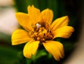 Water droplet on a yellow flower