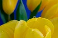 Water droplet on yellow tulip petal, green leaves, blue background