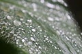 Water droplets accumulating on the surface of Canna plant leaf, India. Royalty Free Stock Photo