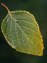 Water Droplets Adorn Leaf After Rainfall