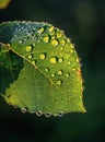 Water Droplets Adorn Leaf After Rainfall