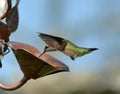 Hummingbird and Water Droplet Royalty Free Stock Photo