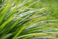 Water droplets balance precariously on reeds..