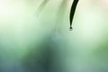 Water droplets on bamboo leaves with blurred green leaves in background morning atmosphere in rainy season Royalty Free Stock Photo