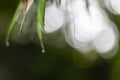 Water droplets on bamboo leaves with blurred green leaves in background morning atmosphere in rainy season Royalty Free Stock Photo