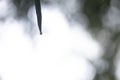 Water droplets on bamboo leaves with blurred green leaves in background morning atmosphere in rainy season Royalty Free Stock Photo