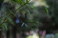 Water droplets on bamboo leaves with blurred green leaves in background morning atmosphere in rainy season faint mist, morning Royalty Free Stock Photo