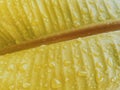 Water droplets on banana leaf Royalty Free Stock Photo