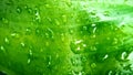 Water droplets on banana leaf after rain Royalty Free Stock Photo