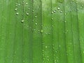 water droplets on banana leaf