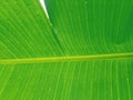 Water droplets on banana leaves