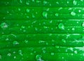 Water droplets on banana leaves in the morning farm