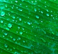 Water droplets on banana leaves in the morning farm