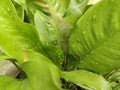 water droplets on beautiful hanging green leaves