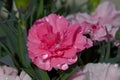 Water droplets on a beautiful pink carnation flower Royalty Free Stock Photo