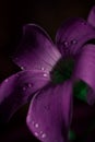 Water droplets on a beautiful pink sorrel Flower