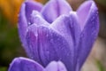 Water Droplets on Beautiful Purple Crocus Petals