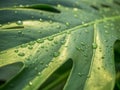 Water droplets on a big green leaf Royalty Free Stock Photo