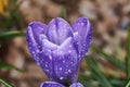 Beautiful Purple Crocus Flower with Water Droplets