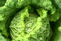 Water Droplets On Cabbage