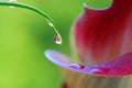 Water droplets on calla Royalty Free Stock Photo