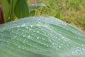 Water droplets on the cannes leaves Royalty Free Stock Photo
