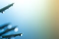 Water droplets on Christmas tree branch Royalty Free Stock Photo