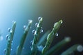 Water droplets on Christmas tree branch Royalty Free Stock Photo