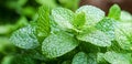 Water droplets, clear as glass, sparkle on a fresh mint leaf in the sun Royalty Free Stock Photo