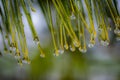 Water droplets clinging to the ends of pine needles Royalty Free Stock Photo