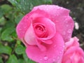 Water droplets Closeup Pretty Pink Rose Flowers