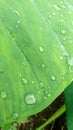 Water droplets on cocoyam leaf