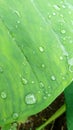 Water droplets on cocoyam leaf Royalty Free Stock Photo