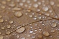 Water droplets collected in autumn leaf