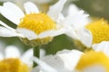 Water droplets on a daisy close-up macro Royalty Free Stock Photo