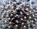 Dandelion water drops macro glow