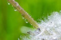 Water droplets on a Dandelion flower macro close-up morning sunshine with bokeh lights. Dandelion seed with reflection Royalty Free Stock Photo