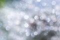 Water droplets on a Dandelion flower macro close-up morning sunshine with bokeh lights. Dandelion seed with reflection Royalty Free Stock Photo